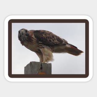 Red-Tailed Hawk Sticker